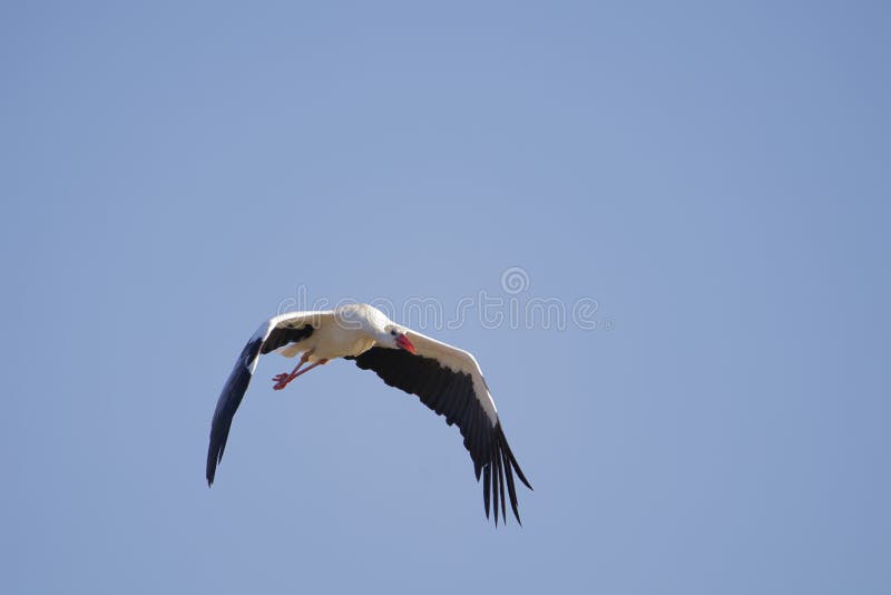 White stork flying in a blue sky With space for text. Horizontal image. Newborn concept. White stork flying in a blue sky With space for text. Horizontal image. Newborn concept