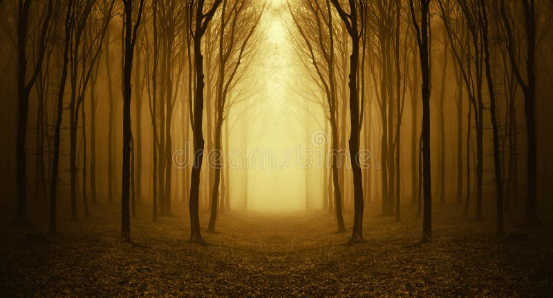 Depressione del percorso una foresta sconosciuta con nebbia in autunno