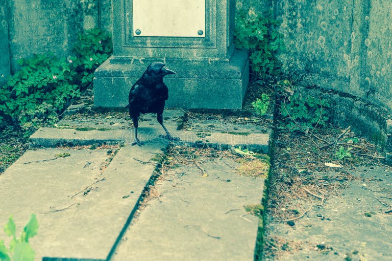 A depressive picture of a crow standing on the grave royalty free stock photos A depressive picture of a crow standing on the grave royalty free stock photos