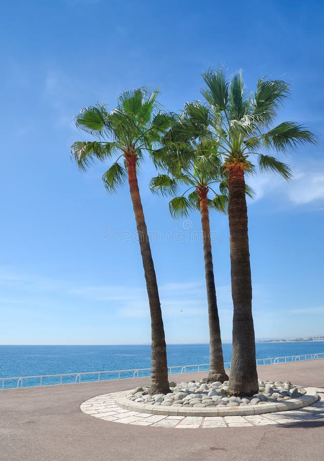 Deptak Cannes, francuski Riviera, południe Francja zdjęcie stock Deptak Cannes, francuski Riviera, południe Francja zdjęcie stock