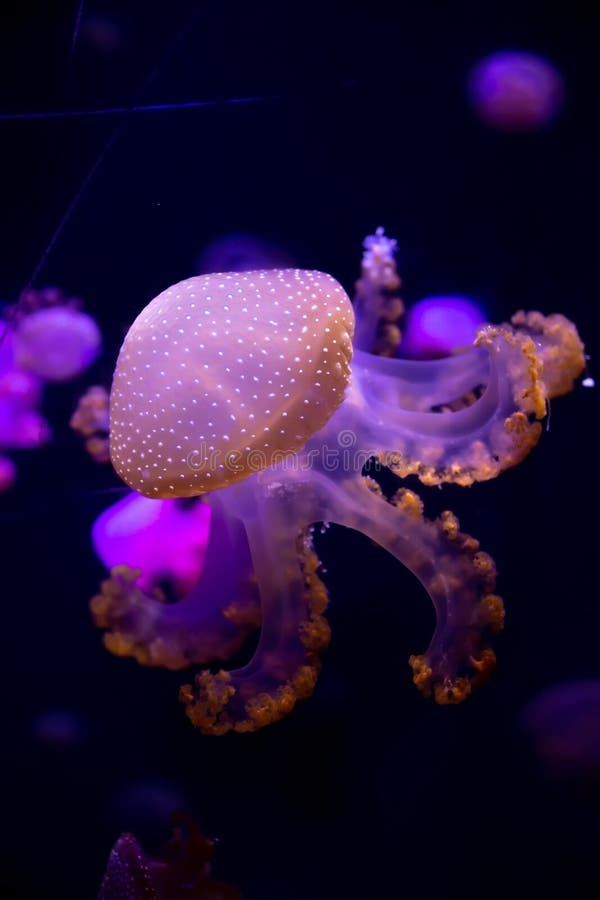 Depósito de pescado con luz de neón La medusa es un coelentate marino libre con una campana de gelatina o foto de archivo libre de regalías Depósito de pescado con luz de neón La medusa es un coelentate marino libre con una campana de gelatina o foto de archivo libre de regalías