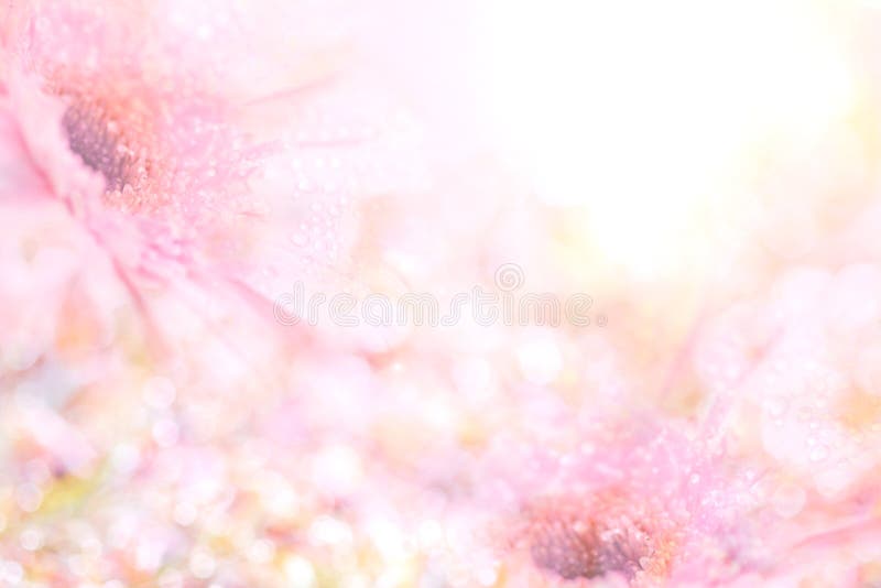 Der abstrakte weiche süße rosa Blumenhintergrund vom Gerbera blüht