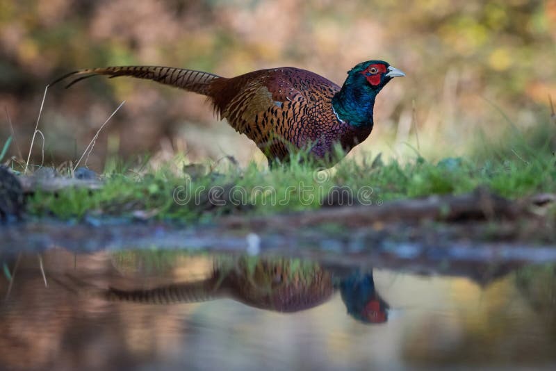 Der allgemeine Fasan, Phasianus colchicus steht am Wald-waterhole und bereitet vor sich zu trinken, Spiegelungsreflexion in lizenzfreies stockfoto Der allgemeine Fasan, Phasianus colchicus steht am Wald-waterhole und bereitet vor sich zu trinken, Spiegelungsreflexion in lizenzfreies stockfoto
