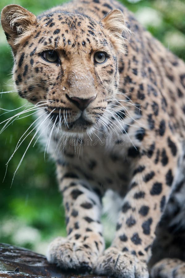 Der Amur-Leopard stockfoto
