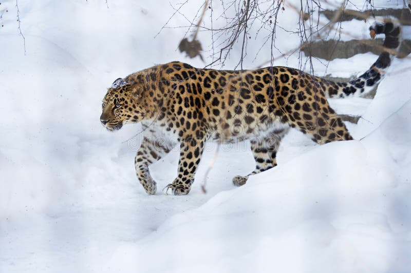 Der Amurleopard lizenzfreies stockbild