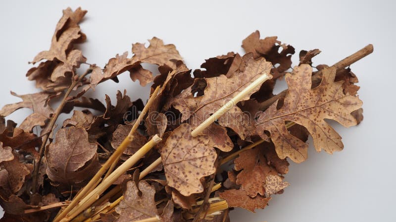Der badnjak veseljak ist ein Baumzweig oder ein ganzer Baum, der für serbische Weihnachtsfeiern von zentraler Bedeutung ist. auf. es wird am Weihnachtsabend in Brand gesetzt und seine Äste werden später von den Gläubigen nach Hause gebracht.