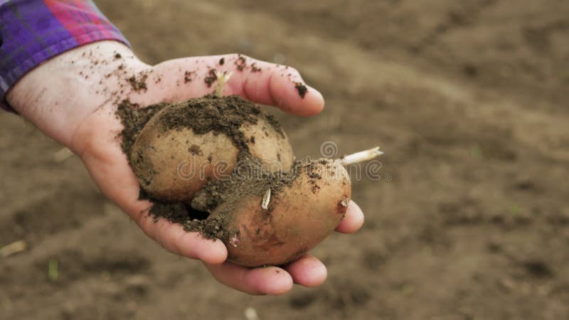 Der Bauer hält die geernteten Kartoffeln in der Hand der Bauer erntet die Ernte in der Landwirtschaft beschäftigt