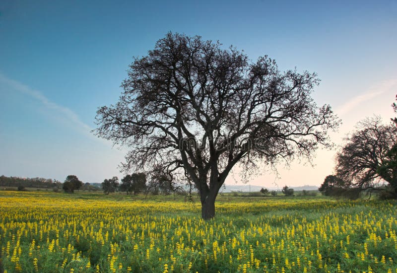 A big tree in a land full of flowers. A big tree in a land full of flowers