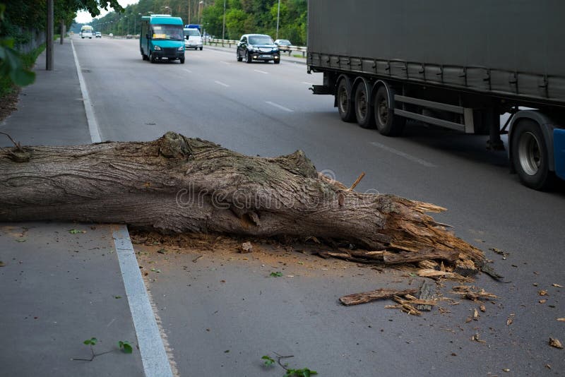 Der Baum fiel auf die Straße Gefahr zum Verkehr lizenzfreie stockbilder Der Baum fiel auf die Straße Gefahr zum Verkehr lizenzfreie stockbilder