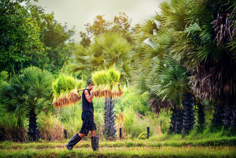 Der bewirtschaftende Reis, Landwirte baut Reis im lokalen Land Thailand der Regenzeit an lizenzfreie stockfotografie Der bewirtschaftende Reis, Landwirte baut Reis im lokalen Land Thailand der Regenzeit an lizenzfreie stockfotografie