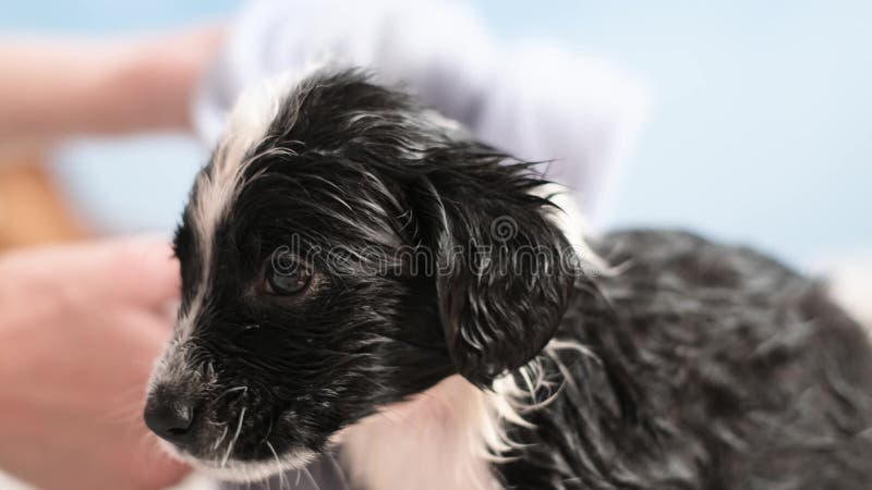 Frightened little dog takes a bath. Grooming salon. Cleaning animals from fleas and ticks. Pets. Frightened little dog takes a bath. Grooming salon. Cleaning animals from fleas and ticks. Pets