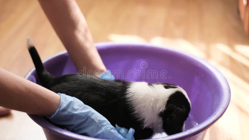 Frightened little dog takes a bath. Grooming salon. Cleaning animals from fleas and ticks. Pets. Frightened little dog takes a bath. Grooming salon. Cleaning animals from fleas and ticks. Pets