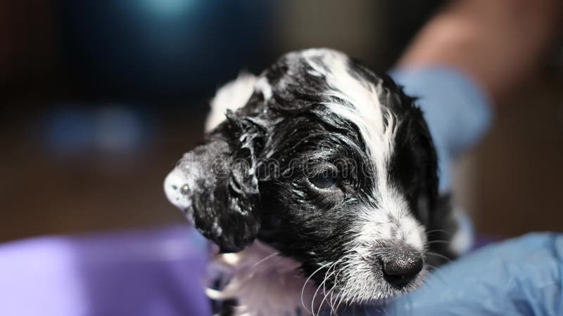 Frightened little dog takes a bath. Grooming salon. Cleaning animals from fleas and ticks. Pets. Frightened little dog takes a bath. Grooming salon. Cleaning animals from fleas and ticks. Pets