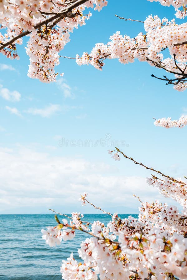 Der Biwa-See mit Kirschblüte in Shiga, Japan stockfotografie Der Biwa-See mit Kirschblüte in Shiga, Japan stockfotografie