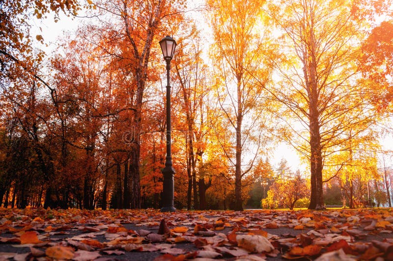 Der blaue Himmel und das gelbe Laub auf B?umen Herbstbäume im sonnigen Fallpark beleuchtet durch Sonnenschein und gefallene Ahorn stockbilder Der blaue Himmel und das gelbe Laub auf B?umen Herbstbäume im sonnigen Fallpark beleuchtet durch Sonnenschein und gefallene Ahorn stockbilder