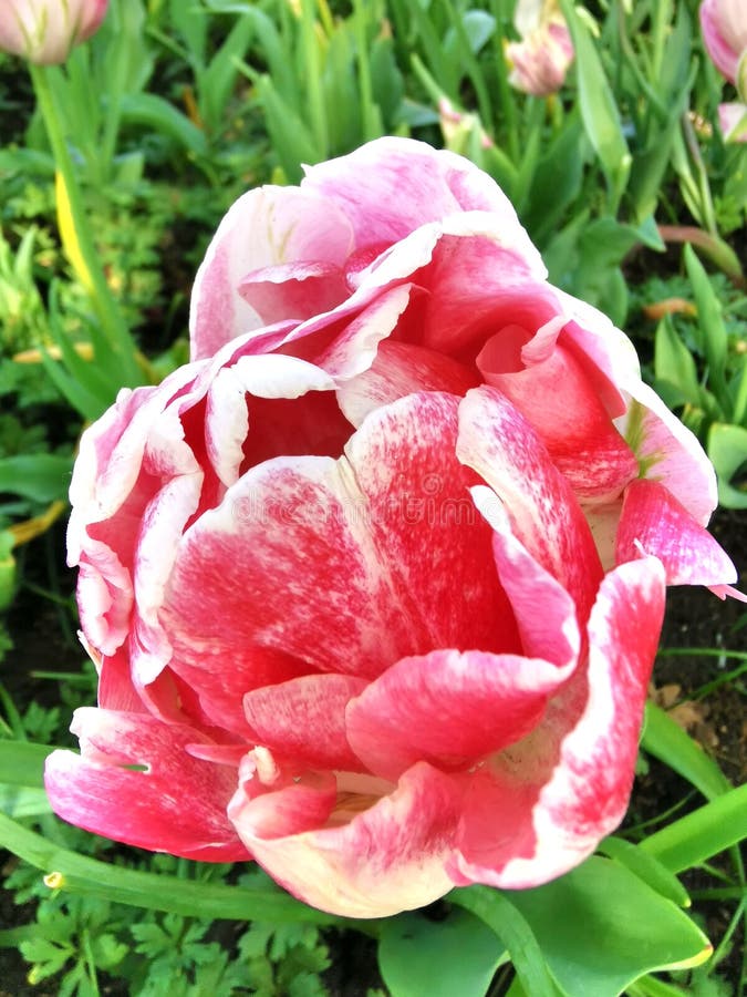 Der Blumengarten im Keukenhof, einer der größten Blumengärten der Welt, in Lisse, Niederlande lizenzfreies stockfoto Der Blumengarten im Keukenhof, einer der größten Blumengärten der Welt, in Lisse, Niederlande lizenzfreies stockfoto