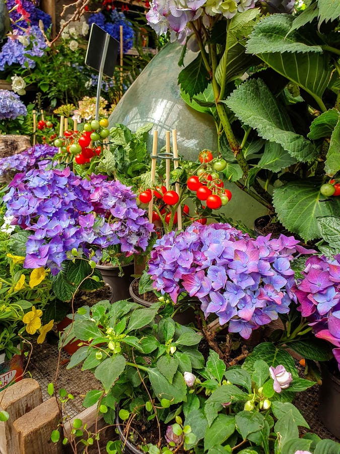 Der Blumenmarkt in Paris fand auf Ile de la Cite, zwischen der Notre-Dame Kathedralen- und Sainte-Chapellekapelle stockfotos Der Blumenmarkt in Paris fand auf Ile de la Cite, zwischen der Notre-Dame Kathedralen- und Sainte-Chapellekapelle stockfotos