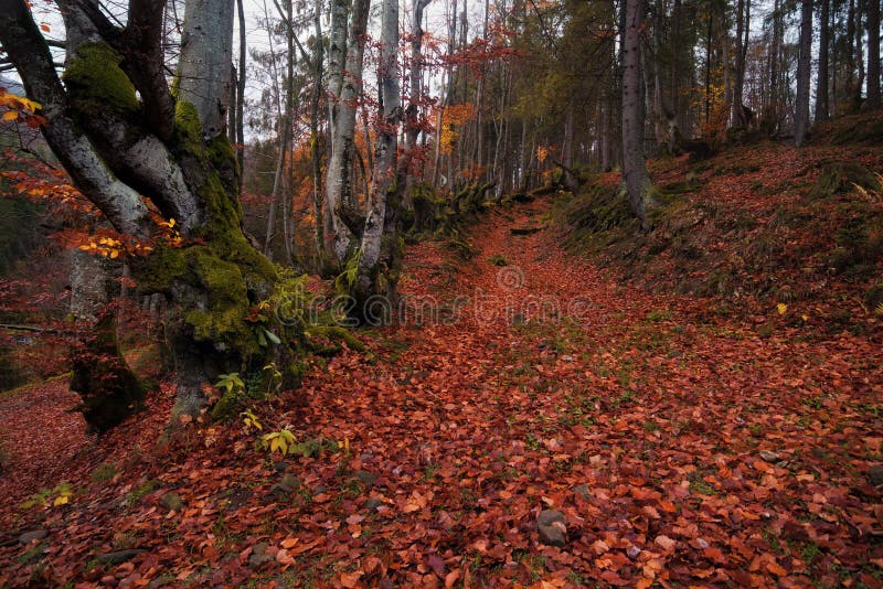 Der Boden wird mit gelben gefallenen Blättern umfaßt Herbstbuchenwald mit vielen gefallenen roten Laub- und Lichtbaumstämmen Stra stockbild Der Boden wird mit gelben gefallenen Blättern umfaßt Herbstbuchenwald mit vielen gefallenen roten Laub- und Lichtbaumstämmen Stra stockbild