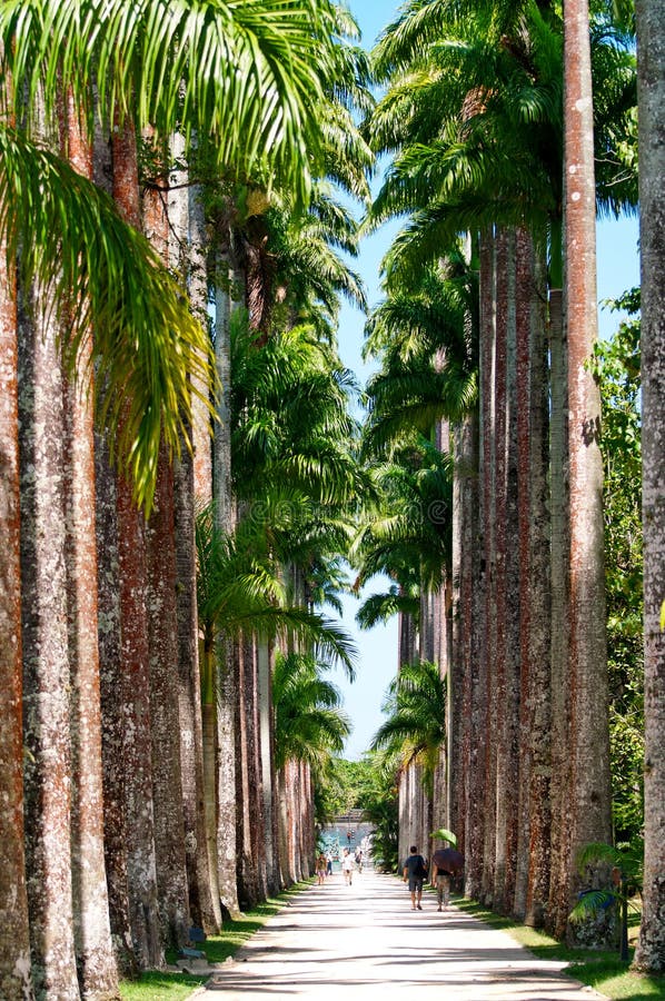 Botanischer Garten in Rio De Janeiro, Brasilien Redaktionelles Foto