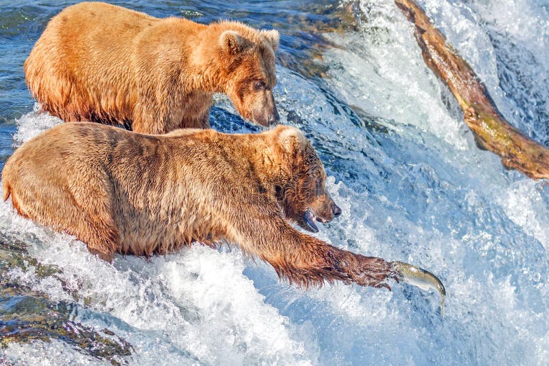 Der Braunbär, der versucht, springende Lachse an den Bächen zu fangen, fällt, Katma stockfotografie Der Braunbär, der versucht, springende Lachse an den Bächen zu fangen, fällt, Katma stockfotografie