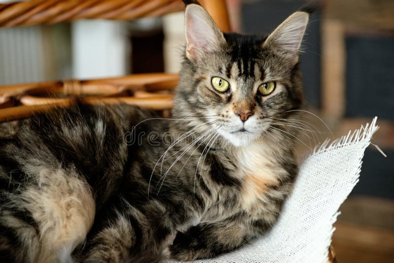 Der Cat Maine Coon-Farbschwarztiger, der mit grünen Augen wild ist, liegt in einem Weidenkorb auf einem Leinwandstoff stockbild Der Cat Maine Coon-Farbschwarztiger, der mit grünen Augen wild ist, liegt in einem Weidenkorb auf einem Leinwandstoff stockbild