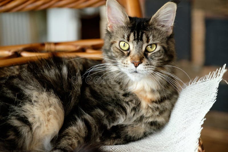 Der Cat Maine Coon-Farbschwarztiger, der mit grünen Augen wild ist, liegt in einem Weidenkorb auf einem Leinwandstoff lizenzfreies stockbild Der Cat Maine Coon-Farbschwarztiger, der mit grünen Augen wild ist, liegt in einem Weidenkorb auf einem Leinwandstoff lizenzfreies stockbild