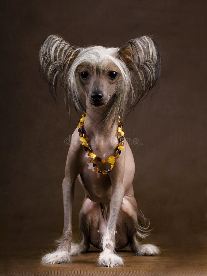 Der Chinesische Mit Haube Hund Stockfoto Bild Von Leuchte Lustig 8899056