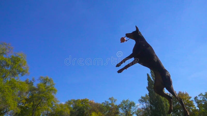 Der Dobermann springend zum Ball gegen blauen Himmel