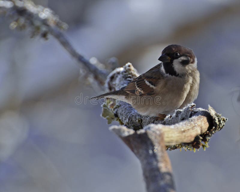 Der eurasische Feldsperling, passer montanus lizenzfreie stockbilder Der eurasische Feldsperling, passer montanus lizenzfreie stockbilder