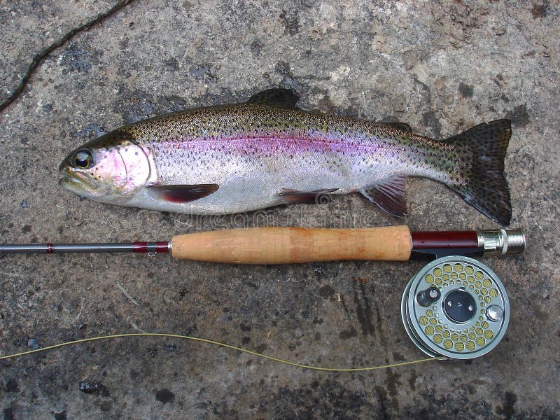 Der Fang, Regenbogenforelle-Fisch stockbild