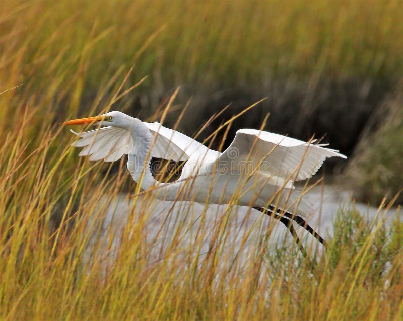 The Egret was flying threw the grassy marshes of the great bay. The Egret will make many stops on the river banks while looking for fish or crabs which are a key part of its diet. The Egret was flying threw the grassy marshes of the great bay. The Egret will make many stops on the river banks while looking for fish or crabs which are a key part of its diet