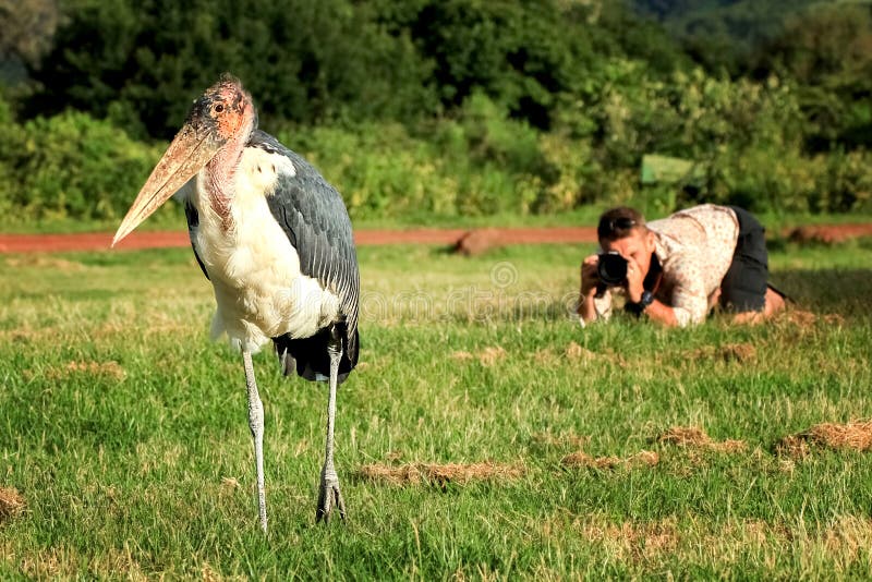 Der Fotograf macht Fotos des Marabuvogels afrika lizenzfreies stockbild Der Fotograf macht Fotos des Marabuvogels afrika lizenzfreies stockbild