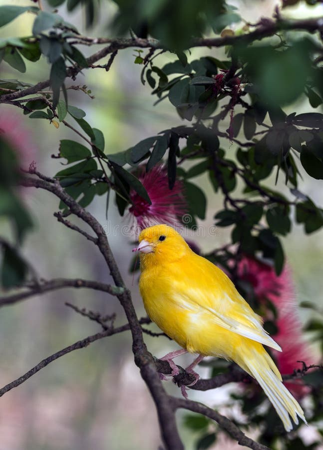 Der gelbe Kanarienvogel, (Serinus Canaria-domestica stockbilder Der gelbe Kanarienvogel, (Serinus Canaria-domestica stockbilder