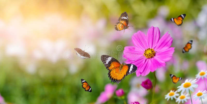 Der gelbe orangefarbene Schmetterling liegt auf den weißen rosa Blumen auf den grünen Wiesen