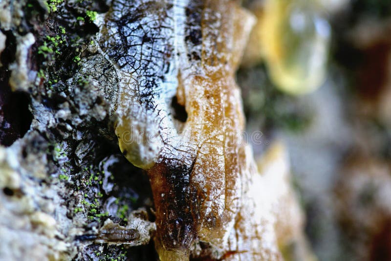Der Gelbe Tropfen Des Harzes Stockfoto - Bild von gefärbt, glas: 72302182
