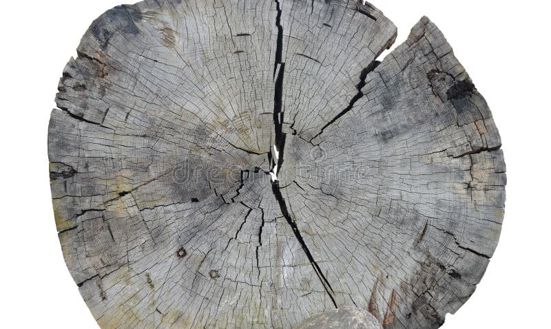 Der gesägte Baum lizenzfreie stockfotografie Der gesägte Baum lizenzfreie stockfotografie