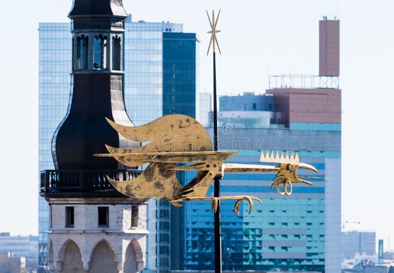 Der goldene junge Hahn stockbilder Der goldene junge Hahn stockbilder