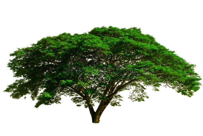 Der große Baum benutzt, um zu entwerfen oder Dekoration, lokalisiert auf weißem Hintergrund stockfoto Der große Baum benutzt, um zu entwerfen oder Dekoration, lokalisiert auf weißem Hintergrund stockfoto