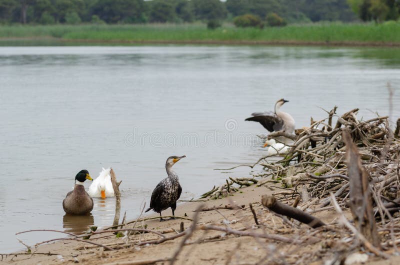 Der große Kormoran Phalacrocoraxkohlenstoff, bekannt als der große schwarze Kormoran, Standort: Antalya, die Türkei lizenzfreie stockbilder Der große Kormoran Phalacrocoraxkohlenstoff, bekannt als der große schwarze Kormoran, Standort: Antalya, die Türkei lizenzfreie stockbilder