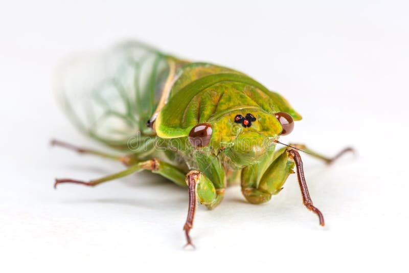 Der grüne Lebensmittelhändler Cicada lokalisiert auf Weiß lizenzfreies stockfoto Der grüne Lebensmittelhändler Cicada lokalisiert auf Weiß lizenzfreies stockfoto