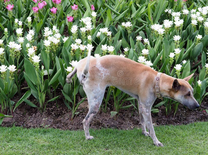 Der Hund, Der Auf Der Anlage Der Blume Pinkelt Stockbild Bild von