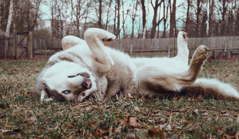 Husky Liegt Auf Dem Rücken Der Hund Spielt Und Luxus in Der Natur. Tierpflege. Ein Platz Für Wanderhunde Und - Bild von draussen, ruhe: 217893736