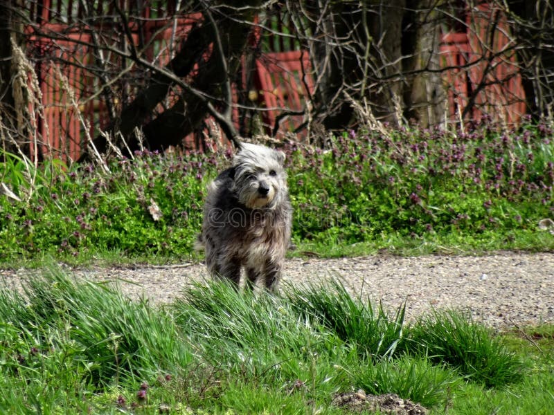 Hund im Wind stockbild. Bild von shoreline, abend, hunde 467575