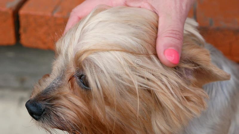 Der Hund ist ein Lieblingstier. kleiner, reinrassiger Hundebänger, der von der Hand der Herrin streichelt wird. Zierhund. s las