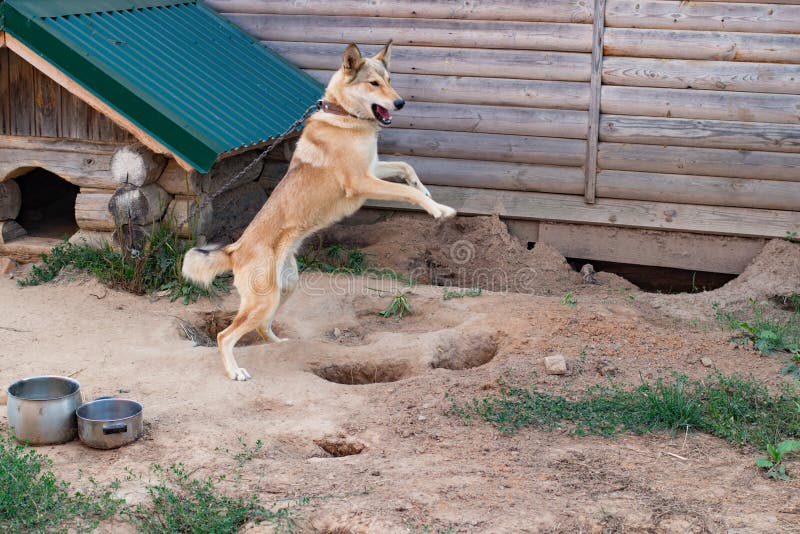 Der Hund Ist An Der Kette Im Zwinger Stockfoto Bild von freund
