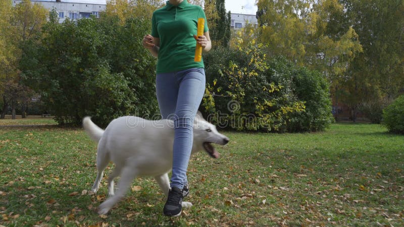 Der Hund spielt mit dem Eigentümer, durchführt den Trick Weiße Schweizer Schäferhundezwinger zwischen den Eigentümer ` s Beinen h