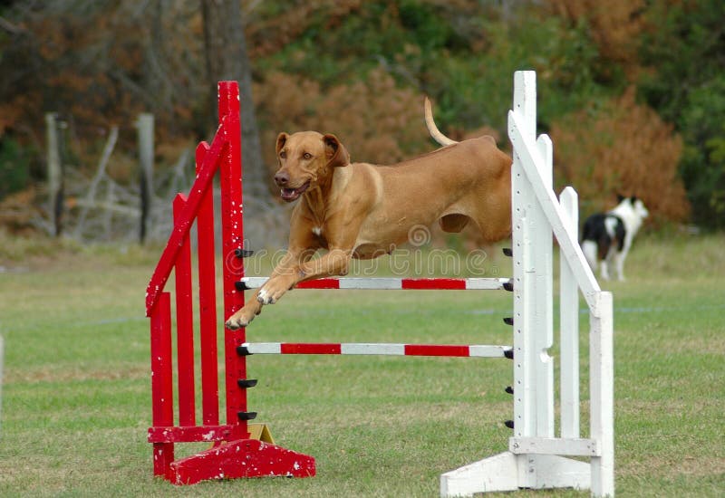 Der Hund Springend In Beweglichkeit Stockbild Bild von mantel, tier