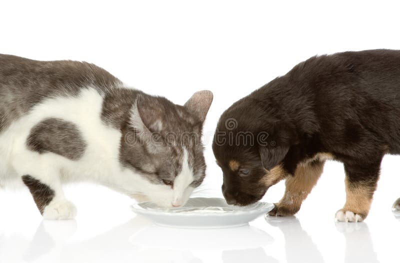 Katze Und Hund, Die Zusammen Essen Stockfoto Bild von spaß