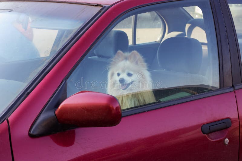 Der Hund wird im Auto, Gefahr zu den Haustieren im Sommer geschlossen stockfoto Der Hund wird im Auto, Gefahr zu den Haustieren im Sommer geschlossen stockfoto