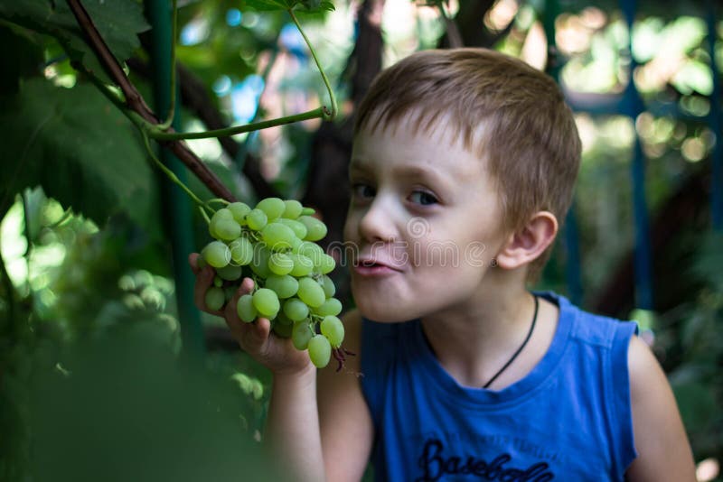 Der Junge beißt ein Stück einer Weintraube ab lizenzfreies stockbild Der Junge beißt ein Stück einer Weintraube ab lizenzfreies stockbild